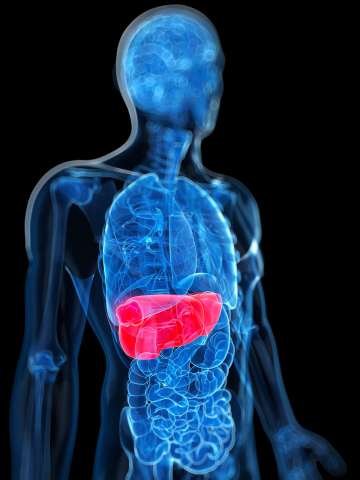 Liver illustration
